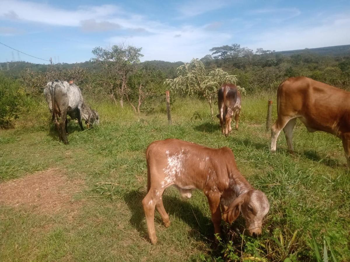 Chale Aconchegante, Pertinho Da Cidade E Conectada A Natureza บราซิเลีย ภายนอก รูปภาพ